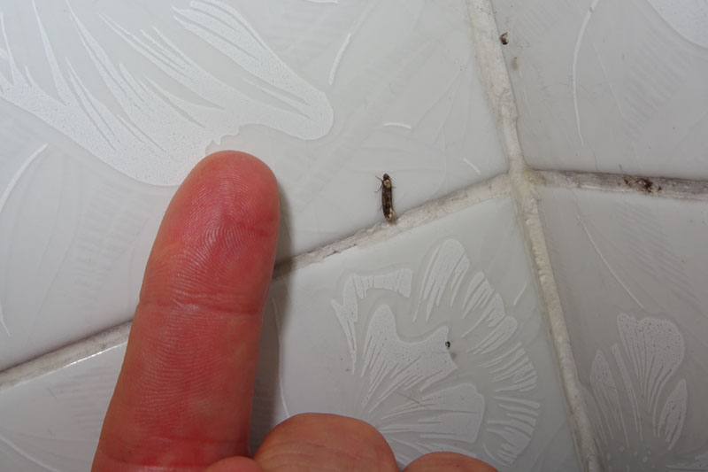 Tineidae........da determinare